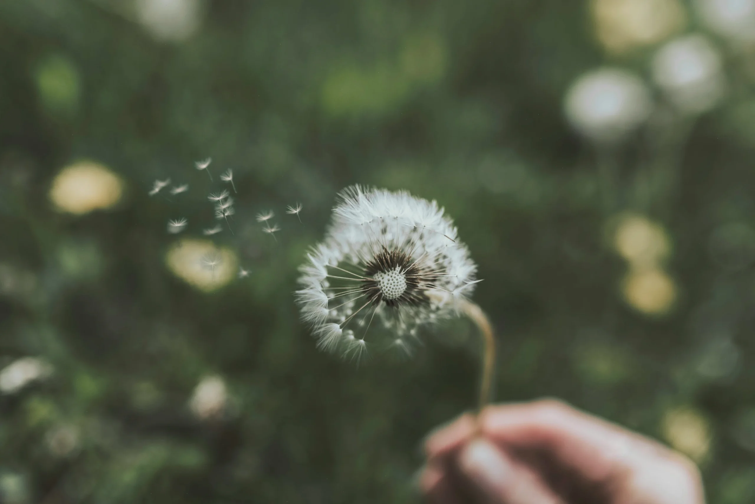 dandelion