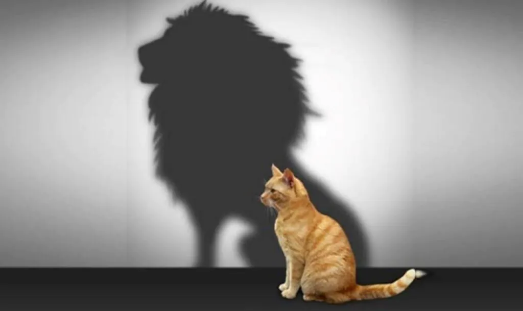 A cat shadowing a lion